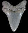 Angustidens Tooth - Megalodon Ancestor #40638-1